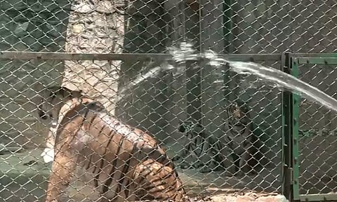 ஜெய்ப்பூர்: உயிரியல் பூங்காவில் விலங்குகளை கோடை வெப்பத்தில் இருந்து பாதுகாக்க சிறப்பு ஏற்பாடு