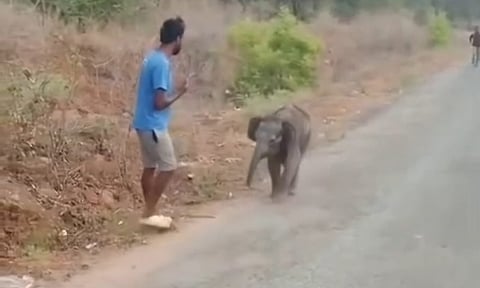 மேட்டுப்பாளையம் அருகே தாயை பிரிந்து அலையும் குட்டி யானை