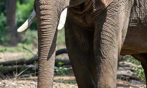 முதுமலை புலிகள் சரணாலயத்தில் ஆண் யானை உயிரிழந்த நிலையில் கண்டெடுப்பு