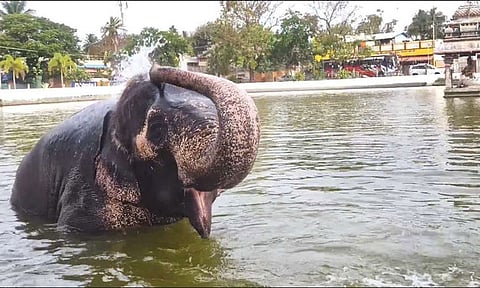 வெயிலின் தாக்கம்: குளத்தில் உற்சாக குளியல்; தண்ணீரை விட்டு வெளியேற மறுத்து அடம் பிடித்த யானை