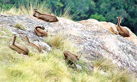 தமிழகம் முழுவதும் வரையாடுகள் கணக்கெடுப்பு பணி தொடக்கம்