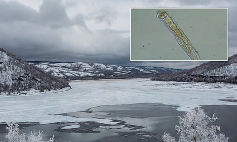 24 ஆயிரம் ஆண்டுகள் உறைந்து கிடந்த ‘ஸாம்பி’ புழுவை உயிர்ப்பித்த விஞ்ஞானிகள்... அடுத்து நடந்த ஆச்சரியம்