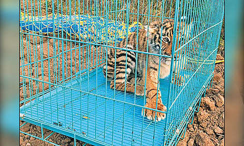 ஊட்டியில் தாயை பிரிந்து தவித்த புலி குட்டி மீட்பு - மற்றொரு குட்டியை தேடும் வனத்துறை