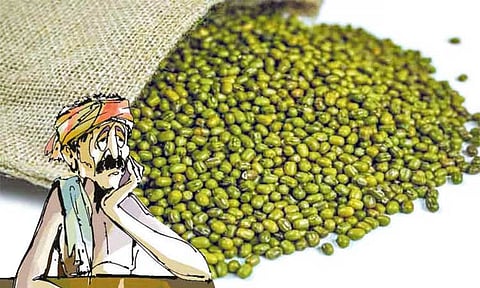 வேளாண் விற்பனை கூடங்களில் பச்சை பயறு கொள்முதல் செய்ய காலதாமதம்: விவசாயிகள் வேதனை