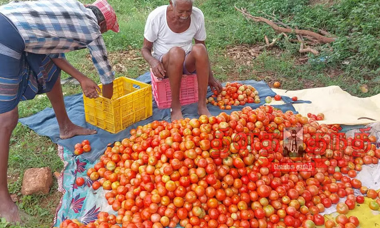 வெயிலால் விளைச்சல் பாதிப்பு: தக்காளி விலை உயர்வு.!