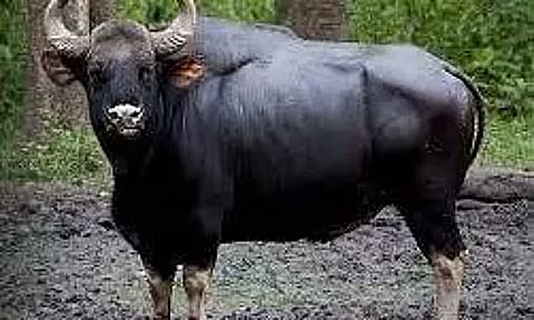 கொடைக்கானல்: தங்கும் விடுதிக்குள் புகுந்து காட்டெருமை அட்டகாசம்