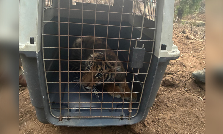ஊட்டியில் தாயை பிரிந்து தவித்த மற்றொரு புலி குட்டி மீட்பு