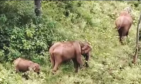 அந்தியூர்: கொளுத்தும் வெயிலால் தண்ணீரை தேடி அலையும் காட்டு யானைகள்