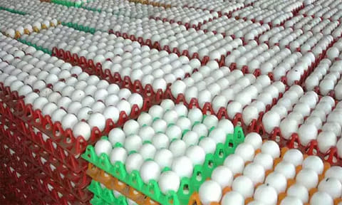 நாமக்கல்லில் முட்டை கொள்முதல் விலை உயர்வு