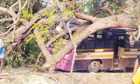ஓடும் அரசு பேருந்து மீது விழுந்த புளியமரம் - அதிர்ஷ்டவசமாக உயிர் தப்பிய பயணிகள்