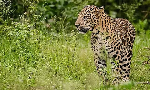 வால்பாறை: தேயிலை தோட்டத்தில் உலா வந்த சிறுத்தைகள்