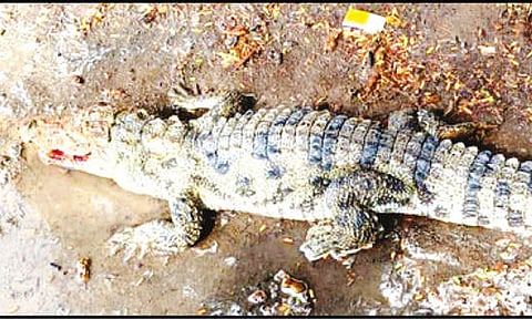சிதம்பரம் அருகே கிராமத்துக்குள் புகுந்த முதலை மீட்பு