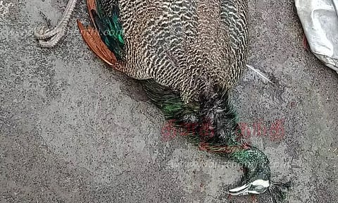 கர்நாடகாவில் பறவைக் காய்ச்சலால் 44 மயில்கள் சாவு!