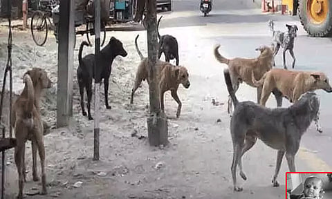 கர்நாடகா: தெரு நாய் கடித்ததில் 4 மாத பச்சிளம் குழந்தை பலி