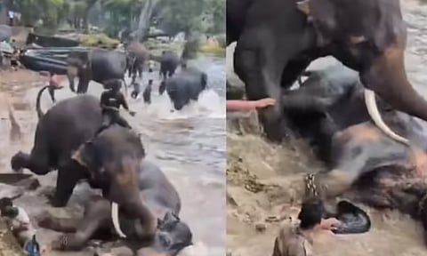 கர்நாடகாவில் யானைகள் இடையே ஏற்பட்ட சண்டையில் சிக்கி சென்னையைச் சேர்ந்த பெண் உயிரிழப்பு