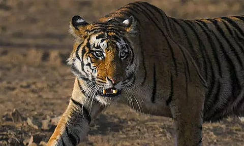 புலி தாக்கியதில் பலியான பெண்ணின் குடும்பத்தினருக்கு ரூ.25 லட்சம் நிதியுதவி - மத்திய பிரதேச அரசு அறிவிப்பு