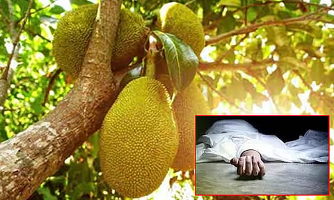 பலாப்பழம் தலையில் விழுந்து பெண் உயிரிழப்பு.! - தஞ்சையில் சோகம்