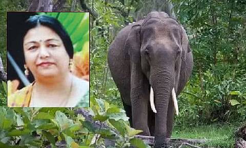 காட்டு யானை
