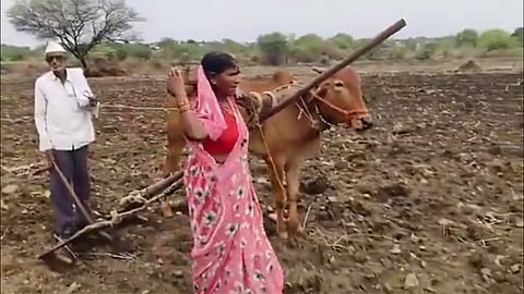 மின்னல் தாக்கி காளை பலியானதால் ஏர்க்கலப்பையை தோளில் பூட்டி உழுத தம்பதி - வைரல் வீடியோ