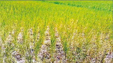 மும்முனை மின்சாரம் இல்லாததால் தண்ணீர் இன்றி கருகும் நெற்பயிர்கள்: 20-க்கும் மேற்பட்ட கிராம மக்கள் வேதனை