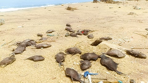 ராமேசுவரம் கடற்கரையில் ஆங்காங்கே இறந்து கரை ஒதுங்கும் மீன்கள்