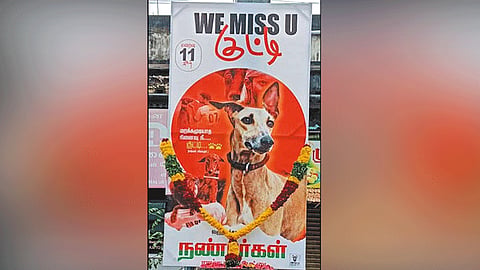 வளர்ப்பு நாய் உயிரிழப்பு