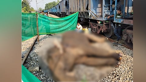 சத்தீஷ்கார்: சரக்கு ரெயில் மோதி யானை பலி
