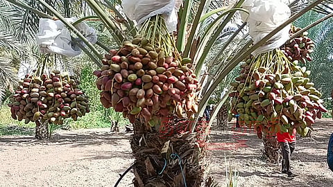 பேரீச்சை பழம்