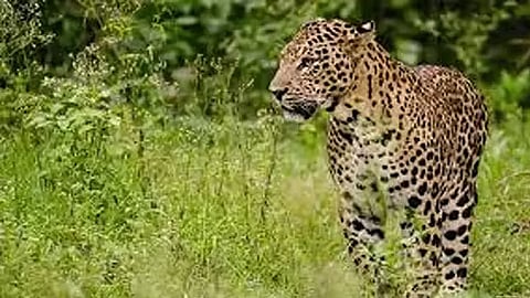 சிறுத்தை தாக்கி உயிரிழப்பு