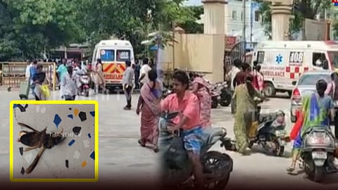 மஞ்சள் குளவி கடித்து பூச்சியியல் பேராசிரியர் பலி: 18 மாணவர்கள் காயம்