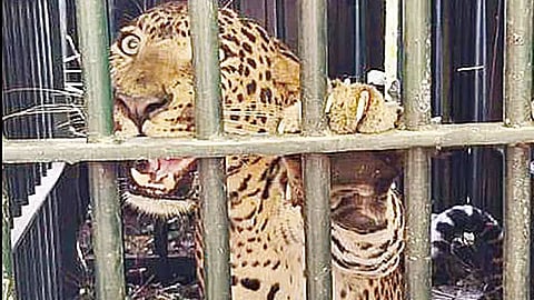 சிறுத்தை கூண்டில் சிக்கியது