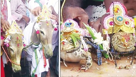 மழை வேண்டி கழுதைகள், தவளைகளுக்கு திருமணம்... கிராம மக்கள் நூதன வழிபாடு