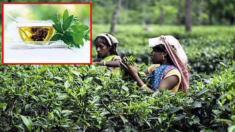 பச்சை தேயிலைக்கு உரிய விலை நிர்ணயிக்கப்படுமா? - விவசாயிகள் எதிர்பார்ப்பு