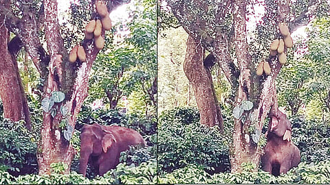 பலாப்பழ சீசன் முடியும் வரை காட்டு யானைகள் நடமாட்டம் அதிகரிக்க வாய்ப்பு - வனத்துறை தகவல்