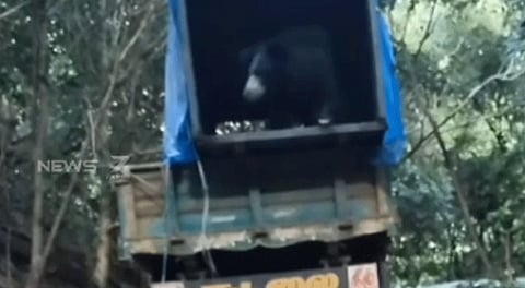 நெல்லை: அம்பை அருகே பொதுமக்களை அச்சுறுத்தி வந்த கரடி பிடிபட்டது