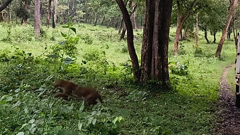 கூடலூர் அருகே கம்பி வேலியில் சிக்கி தவித்த சிறுத்தை பத்திரமாக மீட்பு