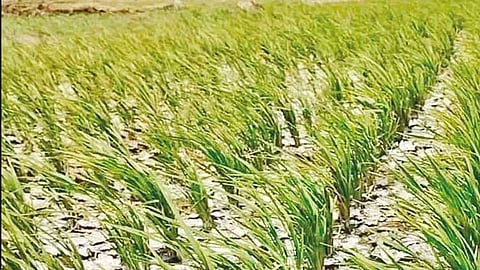மின் தடையால் தண்ணீர் பாய்ச்ச வழியின்றி காய்ந்து வரும் நெற்பயிர்கள்: விவசாயிகள் வேதனை