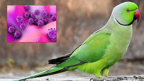 புதிய தொற்று..! இந்தியாவில் 'கிளி' வைரஸ் கண்டுபிடிப்பு.!