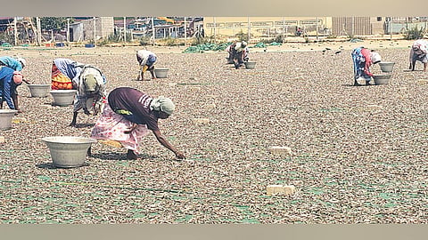 கருவாடு உலர வைக்கும் தொழிலாளர்கள்