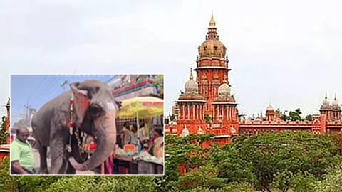 மயிலாடுதுறை கோவில் யானைக்கு ஓய்வு அளிக்க கோரி மனு தாக்கல் - ஐகோர்ட்டில் தள்ளுபடி