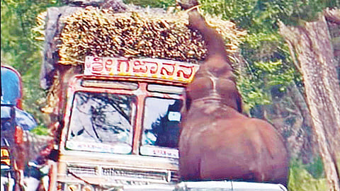 ஈரோடு: லாரியை மறித்து கரும்பை சுவைத்த காட்டு யானை