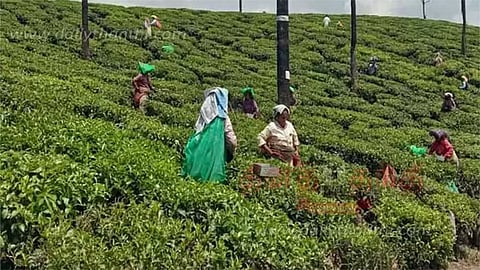 தேயிலை விற்பனையில் புதிய சாதனை... தென் மாநில ஏலத்தில் ரூ. 53 கோடி வருவாய்!