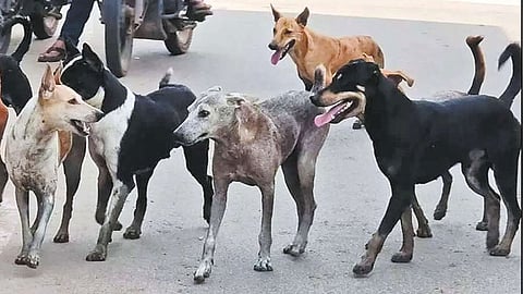தெருநாய்கள் தொல்லை