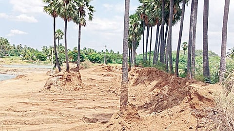 பனை மரங்கள்