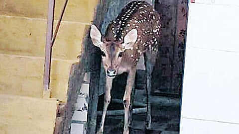 மான்