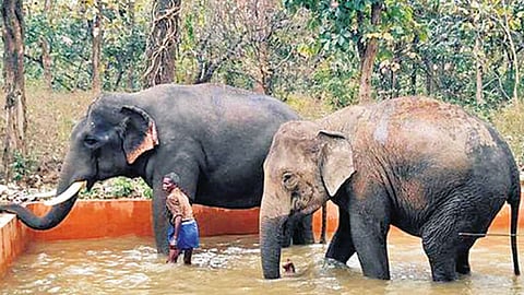 கோவை சாடிவயல் யானைகள் முகாம்