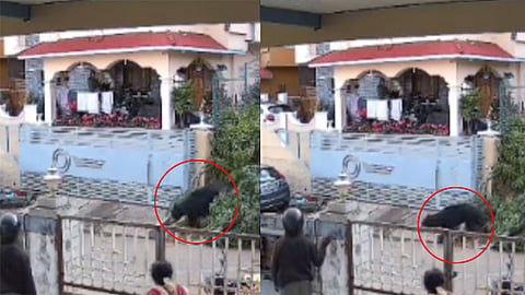 கோத்தகிரியில் குடியிருப்பு பகுதியில் உலா வந்த கரடி - பொதுமக்கள் அச்சம்