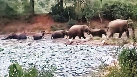 யானைகள் குளியல்