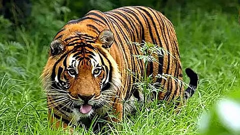 புலிகள் பாதுகாப்பில் முன்னிலை வகிக்கும் இந்தியா