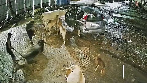 பசுவை காரில் கடத்தி சென்ற கும்பல்; வைரலான வீடியோவால் பரபரப்பு